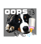 【英語版】バーニーズの可愛い子犬時代（個別スタンプ：26）