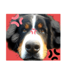 【英語版】バーニーズの可愛い子犬時代（個別スタンプ：28）