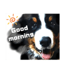 【英語版】バーニーズの可愛い子犬時代（個別スタンプ：29）