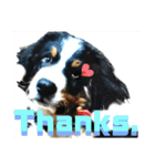 【英語版】バーニーズの可愛い子犬時代（個別スタンプ：33）