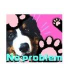 【英語版】バーニーズの可愛い子犬時代（個別スタンプ：36）