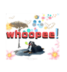 【英語版】バーニーズの可愛い子犬時代（個別スタンプ：37）