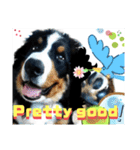【英語版】バーニーズの可愛い子犬時代（個別スタンプ：39）