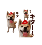 広島応援！野球大好き柴犬スタンプ！（個別スタンプ：1）