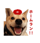 広島応援！野球大好き柴犬スタンプ！（個別スタンプ：9）