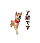 広島応援！野球大好き柴犬スタンプ！（個別スタンプ：27）