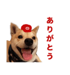 広島応援！野球大好き柴犬スタンプ！（個別スタンプ：40）