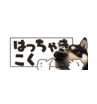 北海道弁☆黒柴てつ（個別スタンプ：4）