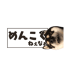 北海道弁☆黒柴てつ（個別スタンプ：22）