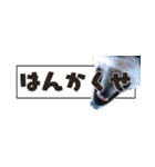 北海道弁☆黒柴てつ（個別スタンプ：23）