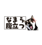 北海道弁☆黒柴てつ（個別スタンプ：24）