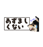 北海道弁☆黒柴てつ（個別スタンプ：26）