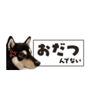 北海道弁☆黒柴てつ（個別スタンプ：38）