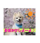 ポメラニアンくっきー（個別スタンプ：1）
