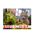 ポメラニアンくっきー（個別スタンプ：2）