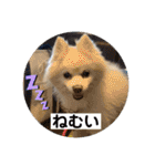 ポメラニアンくっきー（個別スタンプ：3）