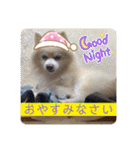 ポメラニアンくっきー（個別スタンプ：4）
