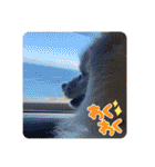 ポメラニアンくっきー（個別スタンプ：7）