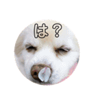 ポメラニアンくっきー（個別スタンプ：9）