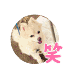 ポメラニアンくっきー（個別スタンプ：13）