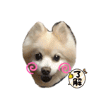 ポメラニアンくっきー（個別スタンプ：16）