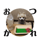 ポメラニアンくっきー（個別スタンプ：21）