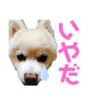 ポメラニアンくっきー（個別スタンプ：30）