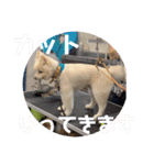 ポメラニアンくっきー（個別スタンプ：31）