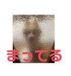 ポメラニアンくっきー（個別スタンプ：32）