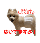 ポメラニアンくっきー（個別スタンプ：36）