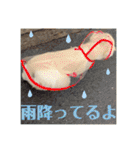 ポメラニアンくっきー（個別スタンプ：37）