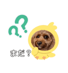 キャバプーのケバブくん2（個別スタンプ：17）