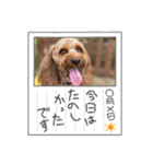 キャバプーのケバブくん2（個別スタンプ：24）