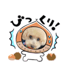 秋バージョン（個別スタンプ：12）