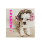 ぽぽちタイム2（個別スタンプ：1）