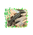 カナヘビと一緒（個別スタンプ：1）