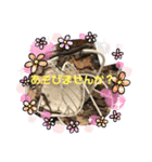 カナヘビと一緒（個別スタンプ：7）
