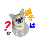 わんこのあんちゃんはキュート（個別スタンプ：2）
