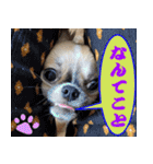 わんこのあんちゃんはキュート（個別スタンプ：4）
