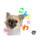 わんこのあんちゃんはキュート（個別スタンプ：5）