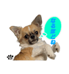 わんこのあんちゃんはキュート（個別スタンプ：6）