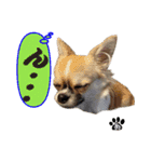 わんこのあんちゃんはキュート（個別スタンプ：7）
