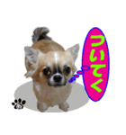 わんこのあんちゃんはキュート（個別スタンプ：9）