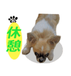 わんこのあんちゃんはキュート（個別スタンプ：11）