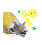 わんこのあんちゃんはキュート（個別スタンプ：15）