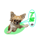 わんこのあんちゃんはキュート（個別スタンプ：17）