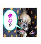 わんこのあんちゃんはキュート（個別スタンプ：20）