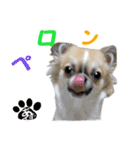 わんこのあんちゃんはキュート（個別スタンプ：21）