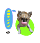 わんこのあんちゃんはキュート（個別スタンプ：22）