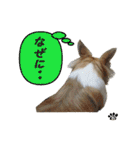 わんこのあんちゃんはキュート（個別スタンプ：23）